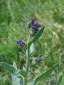 Anchusa officinalis © Robert Flogaus-Faust, 11.5.2007, Frankfurt/Main