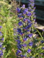 Echium vulgare © Robert Flogaus-Faust, 7.6.2004, Dreieich-Götzenhain, Bahnhof