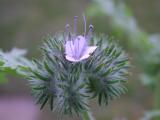 Phacelia tanacetifolia - Bltenstand © Sylvain Hodvina