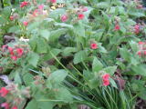 Pulmonaria rubra - Habitus © Thomas Gregor, 6.4.2010, Garten Schlitz aus Schlosspark Richthof