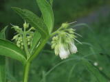 Symphytum officinale © Robert Flogaus-Faust, 29.8.2006, Rheindamm südlich Geinsheim
