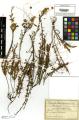 Cuscuta epithymum - Beleg © FR