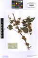 Cuscuta europaea - Beleg © FR