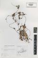 Cuscuta lupuliformis - Beleg © FR