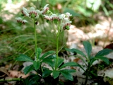 Chimaphila umbellata - Detail © Sylvain Hodvina, 26.6.2008, Babenhausen