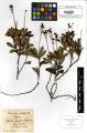 Chimaphila umbellata - Beleg © FR