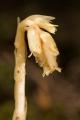 Hypopitys hypophegea - Habitus © Horst Kretzschmar, 20.7.2013, Bebra-Iba, Steinküppel Hypopitys hypophegea - Habitus © Horst Kretzschmar, 20.7.2013, Bebra-Iba, Steinküppel