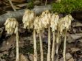 Hypopitys monotropa - Habitus © Horst Kretzschmar, 13.7.2013, Ludwigsau-Gerterode
