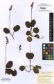 Pyrola minor - Beleg © FR