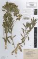 Euphorbia palustris - Beleg © FR