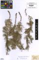 Myriophyllum verticillatum - Beleg © FR