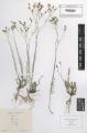 Linum tenuifolium - Beleg © FR